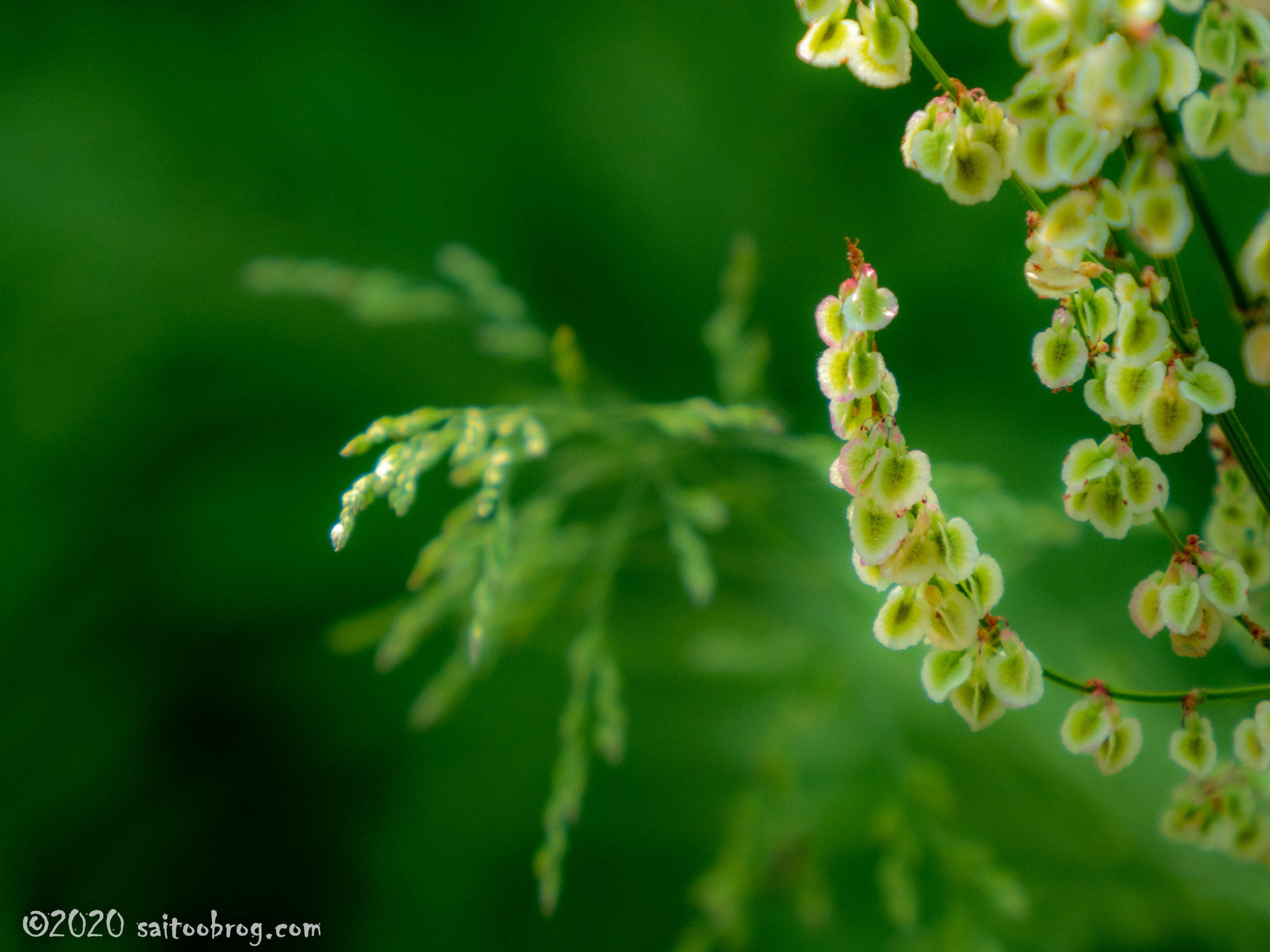 富山県中央植物園で撮影した写真