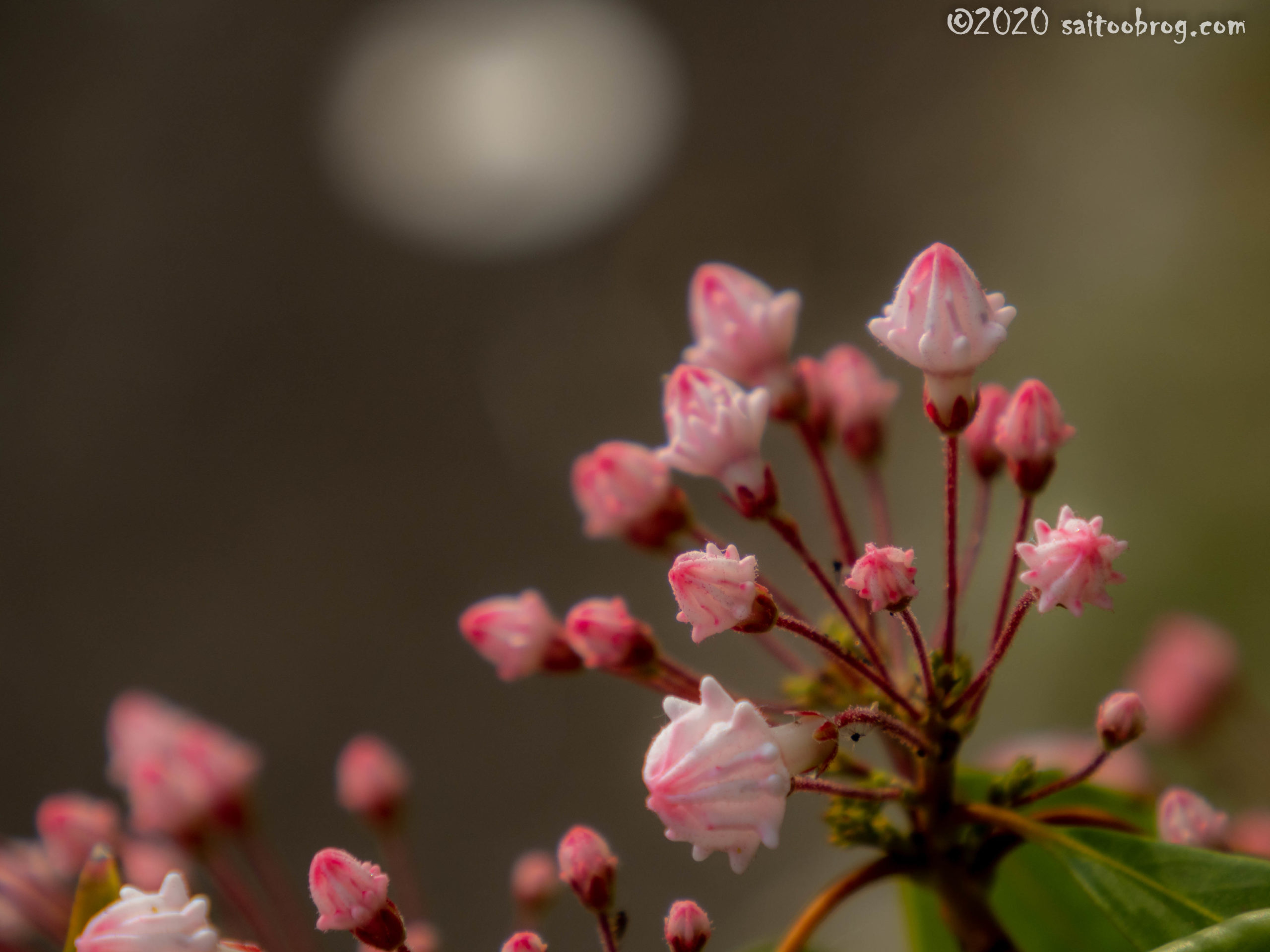 富山県中央植物園で撮影した写真