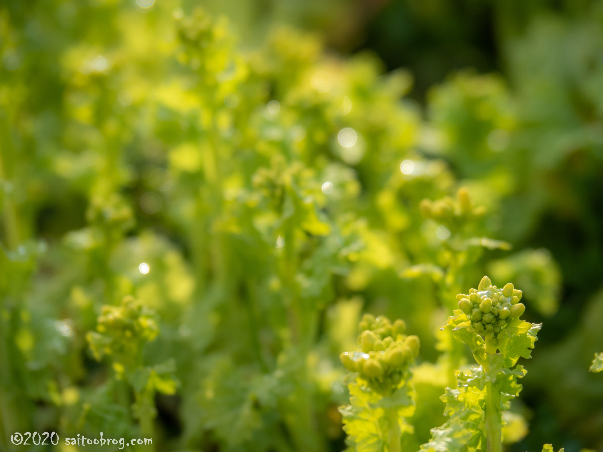 富山県中央植物園で撮影した写真