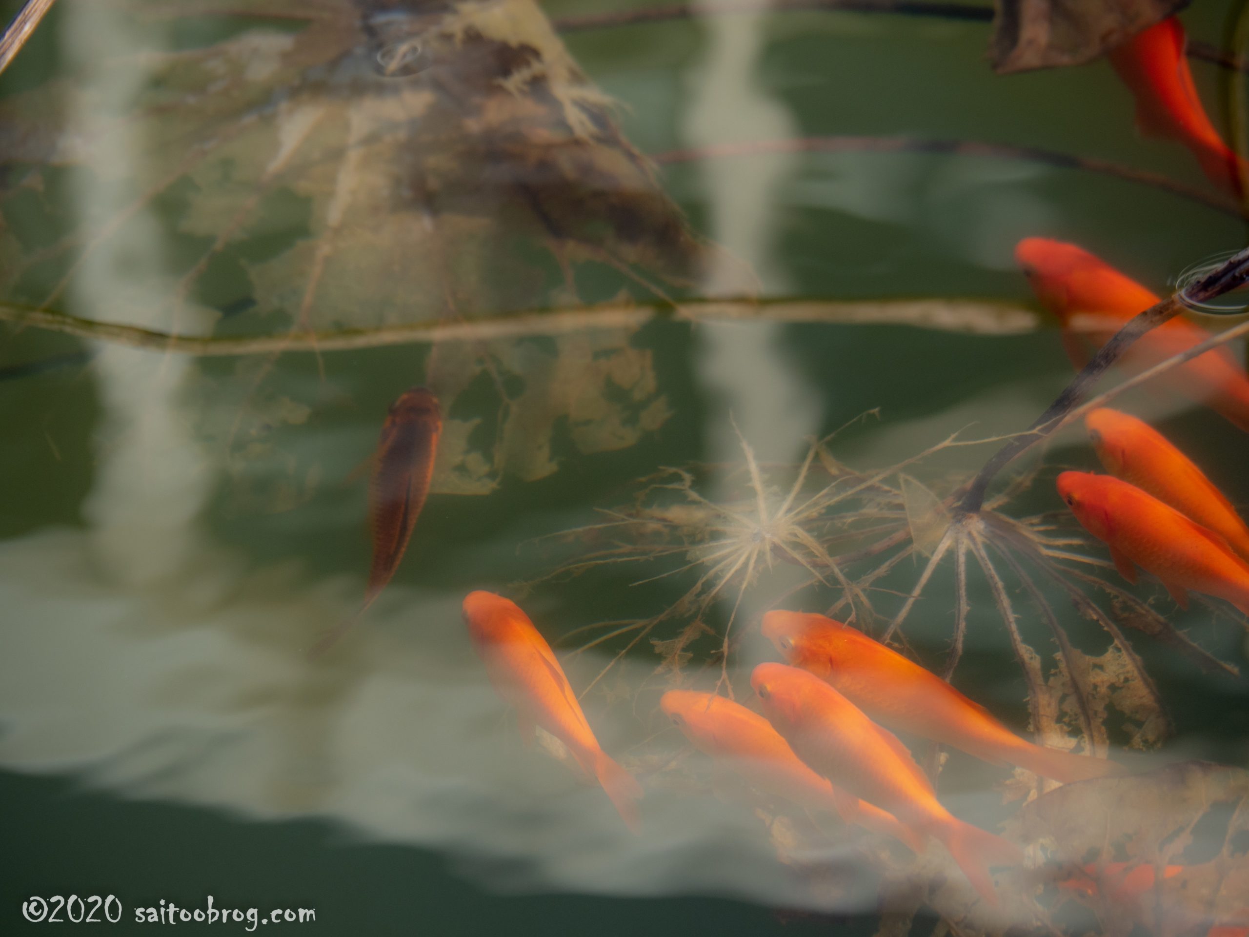 富山県中央植物園のハスの池の金魚たち