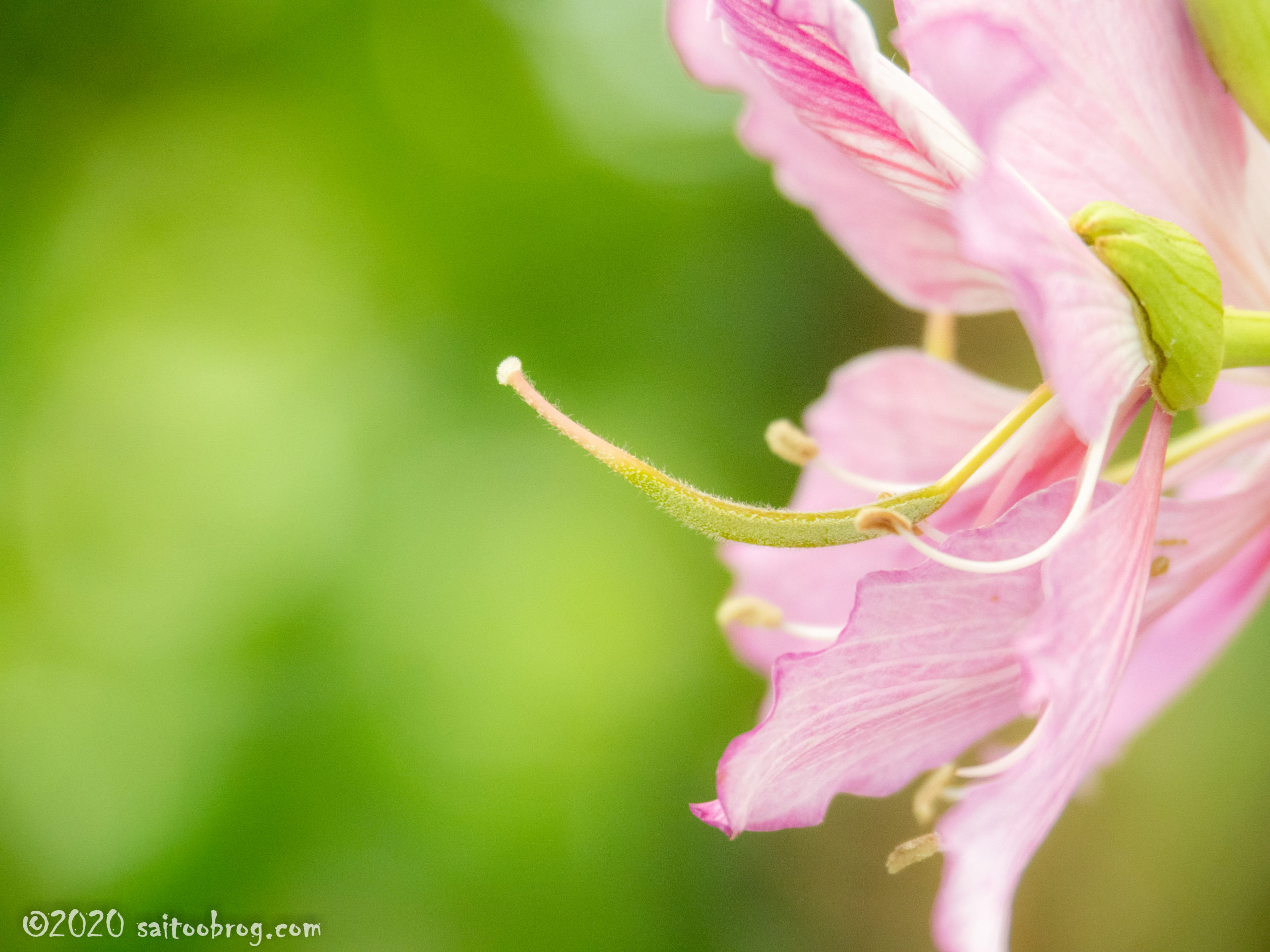 富山県中央植物園で撮影した写真