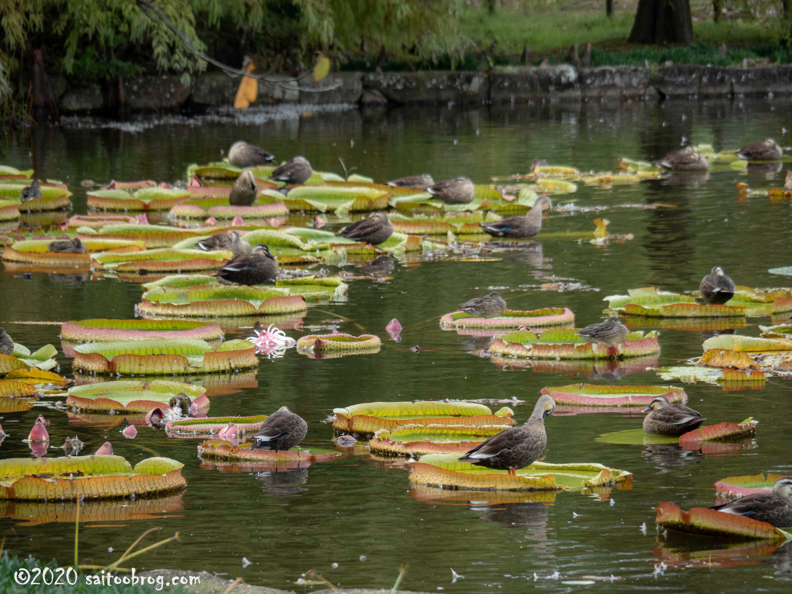 富山県中央植物園で撮影した写真