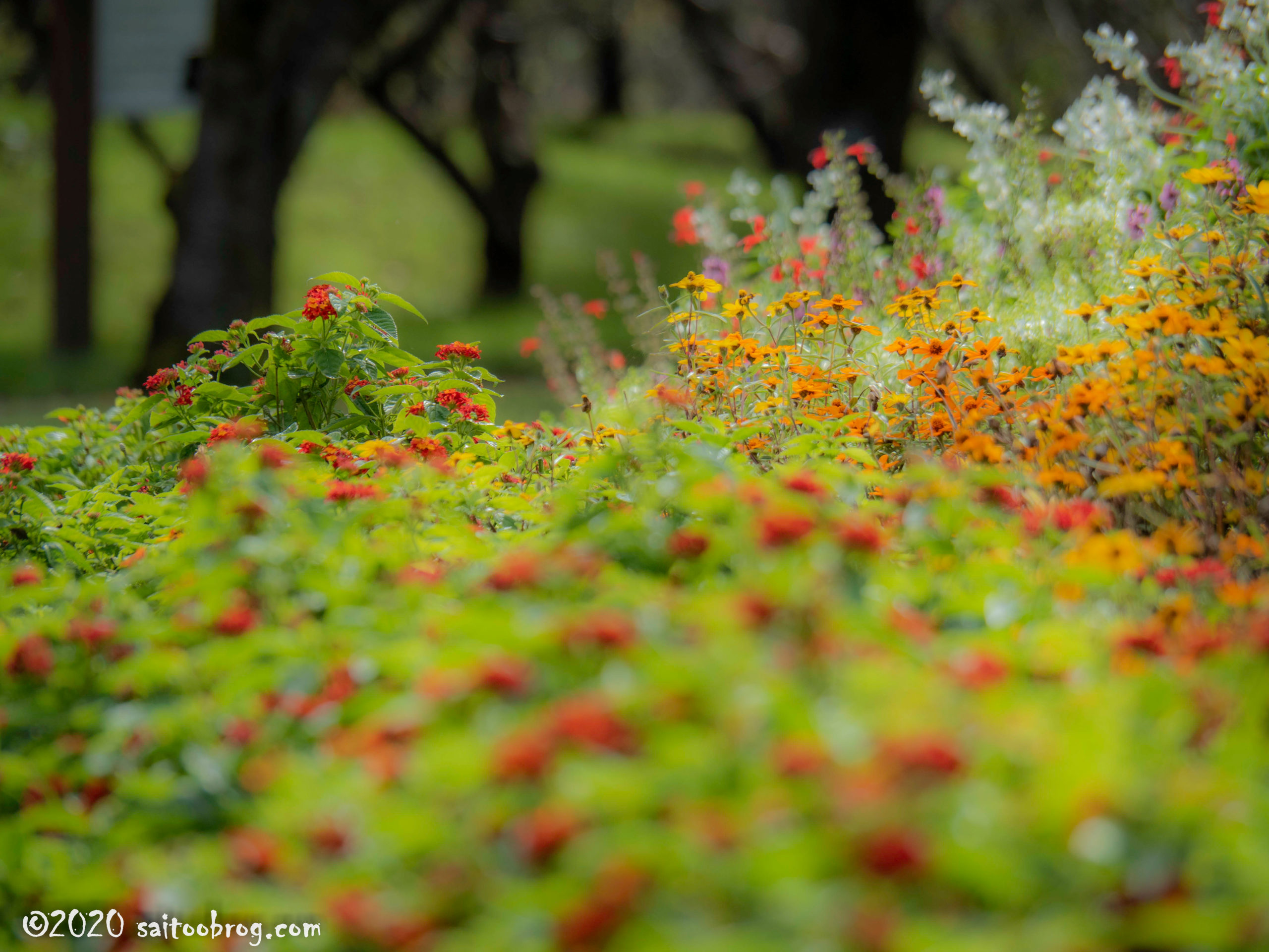 富山県中央植物園で撮影した写真