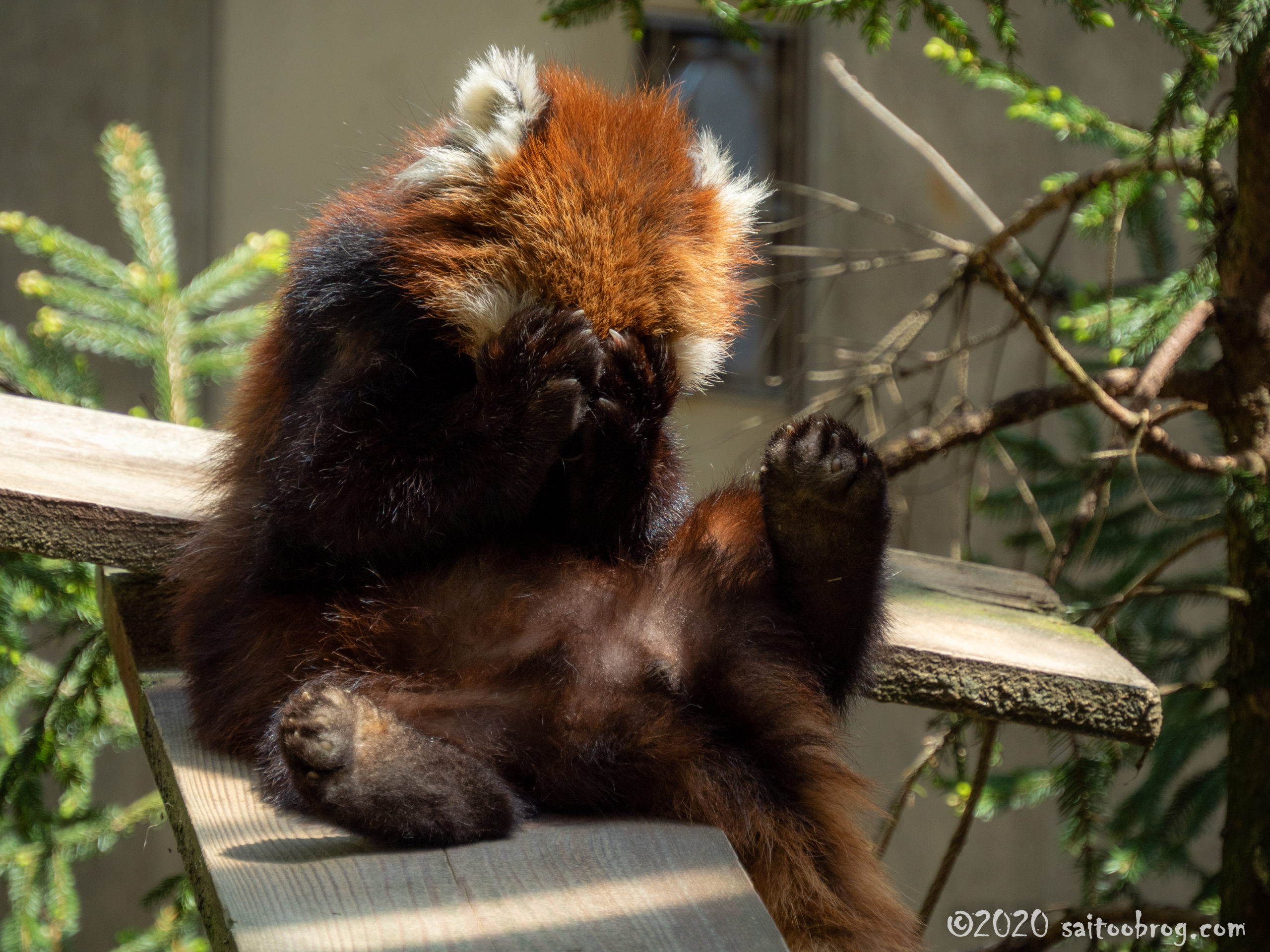 いしかわ動物園のレッサーパンダ