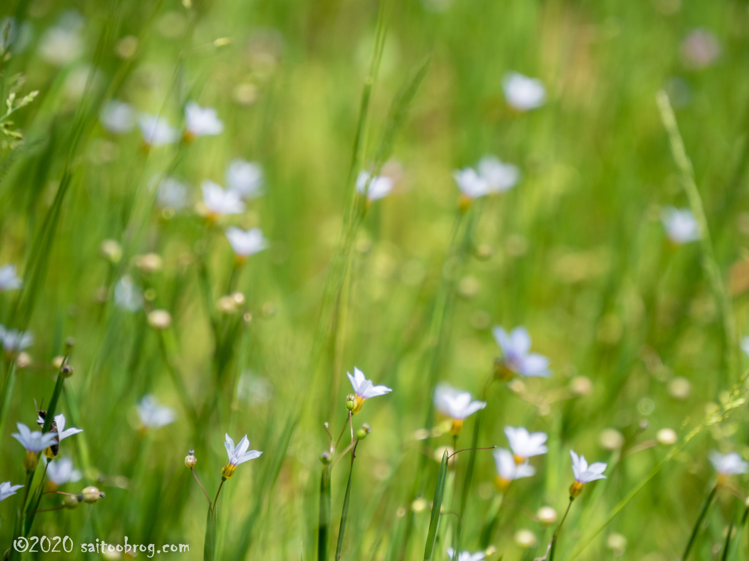 富山県中央植物園で撮影した写真